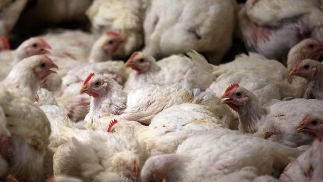 Rund 500.000 Tiere betroffen: Erneut Newcastle-Krankheit in Dahme-Spreewald festgestellt