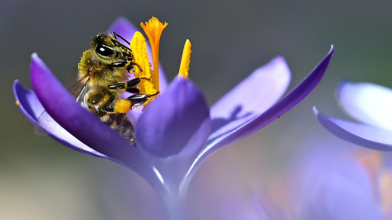 Frühlingswetter: Frühling mit Sonne, Blüten und kalten Nächten