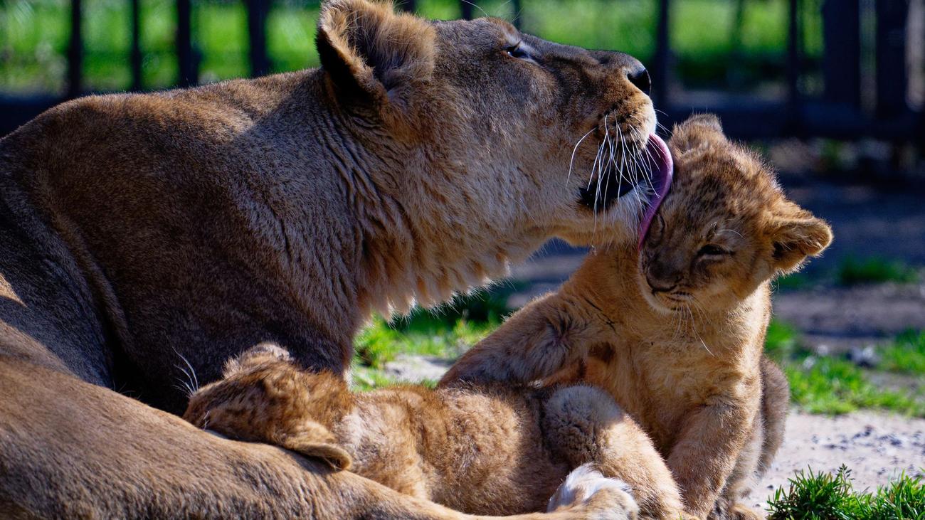 Nachwuchs im Zoo: Löwenbabys betreten das erste Mal ihr Außengehege