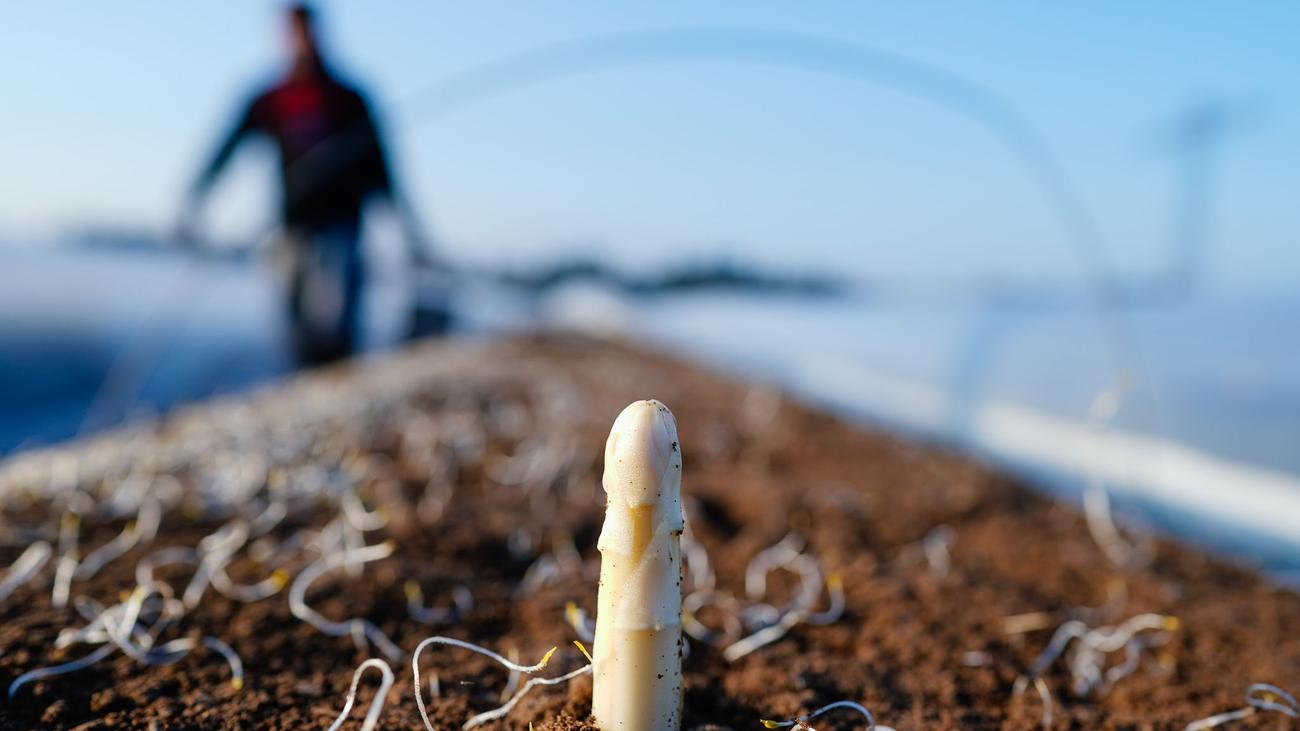 Ernte: Spargel ab Mitte März - so viel kostet das Kilogramm