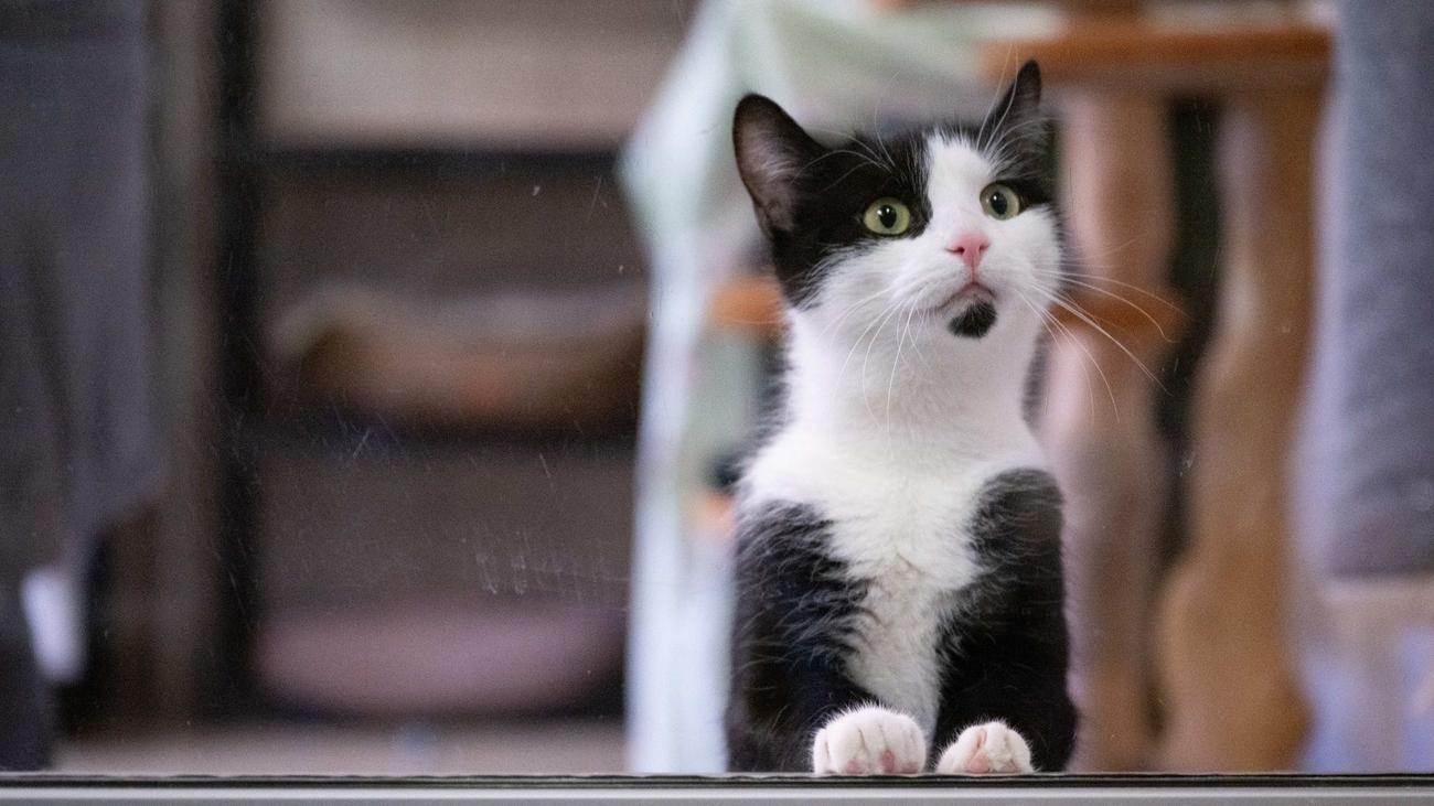 Tiere: Tierheim Dresden vermittelt 417 seiner Bewohner