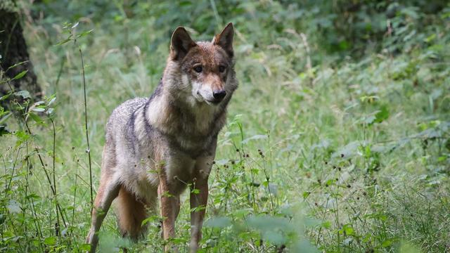 Pro & Kontra: Umgang mit dem Wolf - Zwischen Naturschutz und Sorgen
