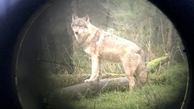 Erleichterter Abschuss: Wann Wölfe in Rheinland-Pfalz gejagt werden können