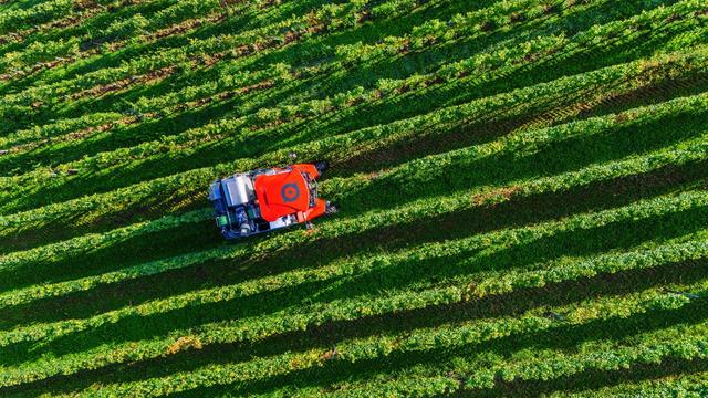 Weinbau: Weniger Weinbau in Baden-Württemberg – Flächen nehmen ab