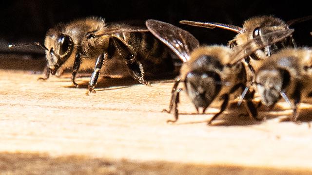 Bild: Tierisches im Parlament: Bienen im Bundestag sind gut durch den Winter gekommen