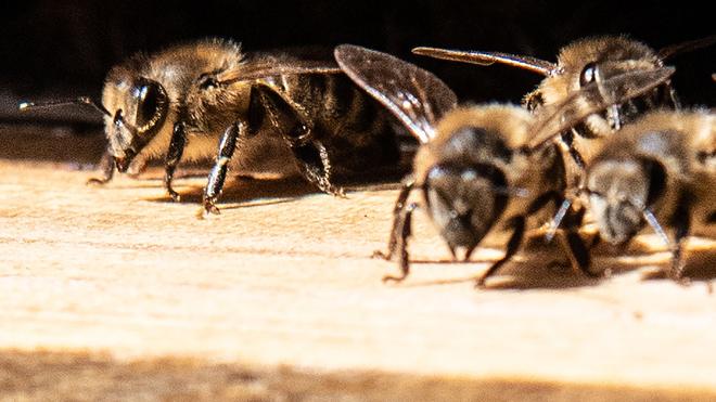 Tierisches im Parlament: Die Bundestagsbienen sind gut durch den Winter gekommen. (Archivbild)