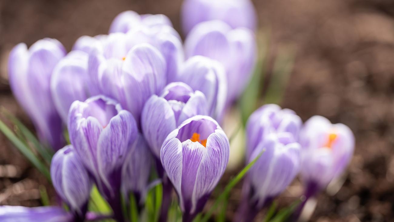 DWD-Vorhersage: Bis zu 20 Grad und Saharastaub im Land