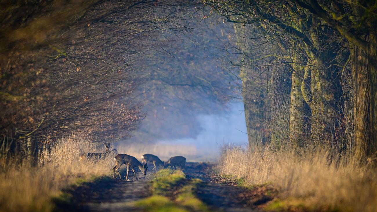 Wetter: Sonne und Frost: So wird das Frühlingswetter am Wochenende