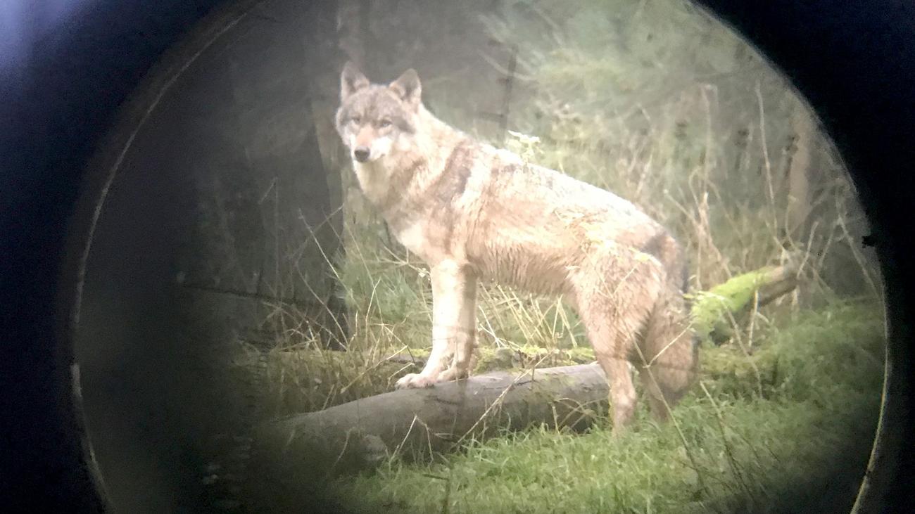 Wolf ins Jagdrecht: Wie Brandenburg an einem Plan für eine Wolfsjagd arbeitet