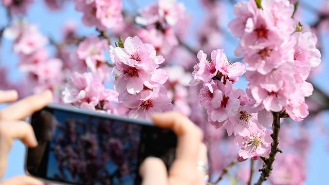 Frühlingsanfang: In der Pfalz wird die beginnende Mandelblüte gefeiert