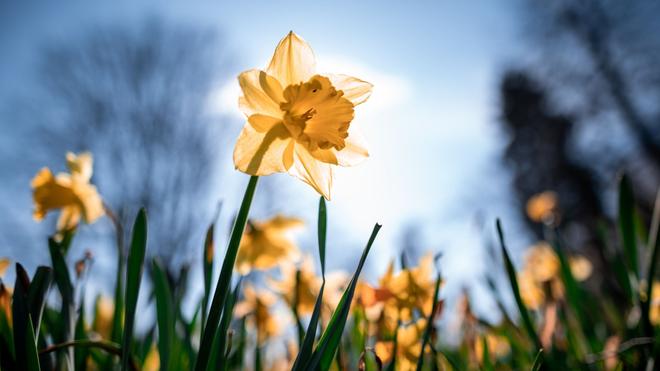 Wetter in NRW: Die Osterglocken blühen. Die neue Woche startet in NRW mild und sonnig mit Werten bis 19 Grad am Montag.