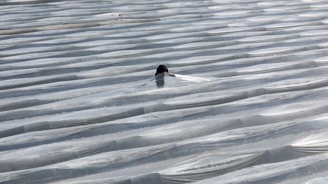 Landwirtschaft: Spargelbauern hoffen auf frühen Saisonstart