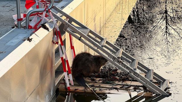 Rettungseinsatz: Biber im Becken – Nagetier verirrt sich ins Freibad