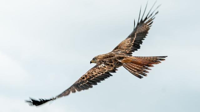 Tierschutz: Durchsuchungen nach Fund toter Greifvögel