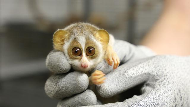 Tiere: Erster Gesundheitscheck für Zoo-Nachwuchs mit Kulleraugen