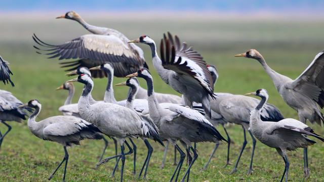 Bild: Zugvögel: Kraniche kehren in den Nordosten zurück