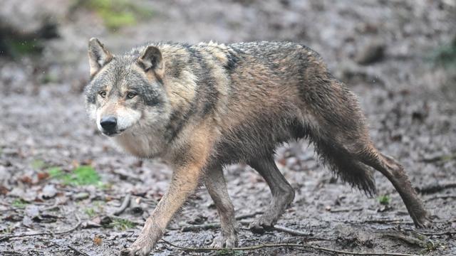 Wolf im Nordschwarzwald: Letzter Tag der Frist: Werden die Wolfsjäger abgezogen?