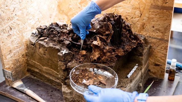 Spurensuche: Rätsel um Holzpflock im 10.500 Jahre alten Ochsenschädel