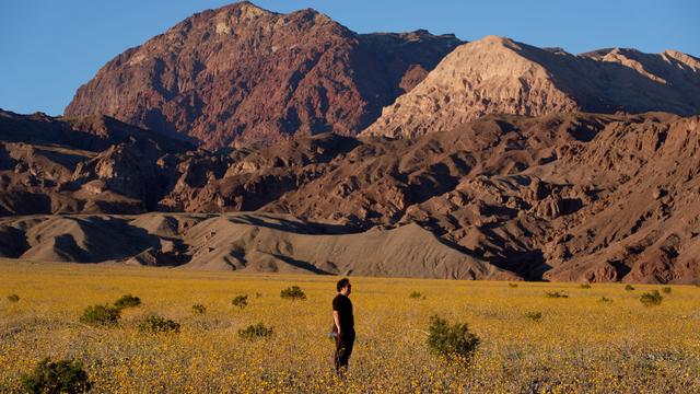 Eine der trockensten Wüsten: Seltene Blütenpracht im Death Valley