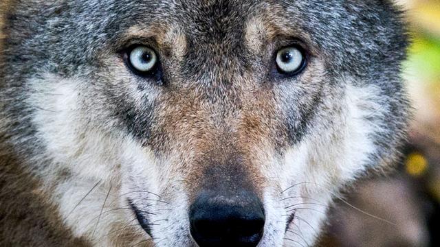 Tiere: Wolf bleibt am Leben - Warum die Jagd gestoppt wird