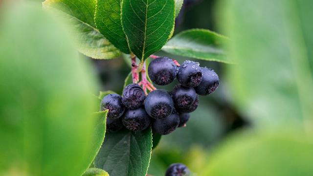 Agrar: 2025 war guter Jahrgang für die Aroniabeere in Sachsen