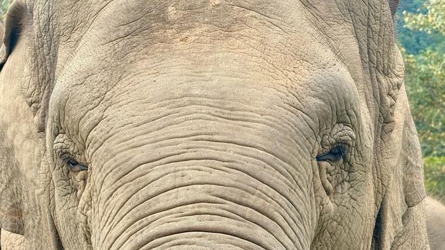 Dickhäuter wütet in Lokal: Elefant besucht thailändisches Restaurant - schwere Schäden