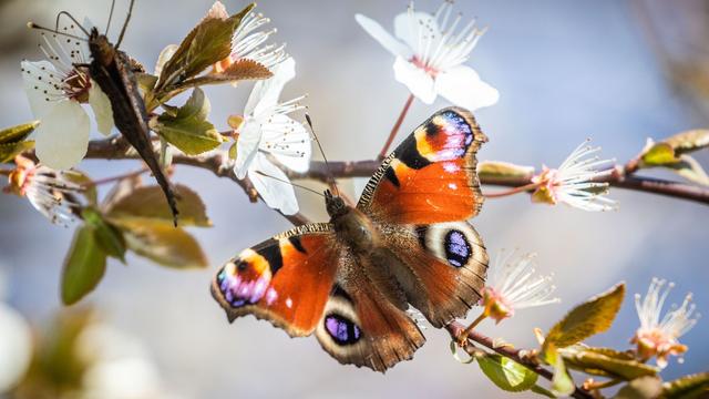 Tag des Schmetterlings: Falter mit Frühlingsgefühlen - Nabu ruft zu Zählaktion auf