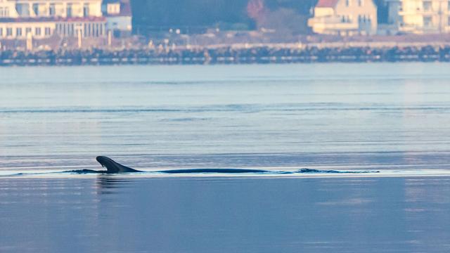 Meeressäuger: Nach erneuter Wal-Sichtung erschwert Wetter weitere Suche