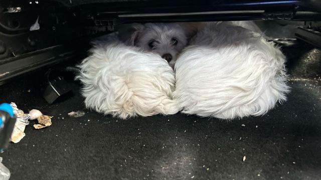 Illegaler Transport: Polizei befreit zwei Malteser-Welpen bei Grenzkontrolle