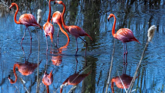 Tierkrankheit: Schutzmaßnahmen für Vögel im Schweriner Zoo