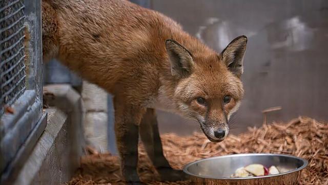 Mehr als 5.000 Kilometer: Blinder Passagier: Fuchs reist per Schiff nach New York