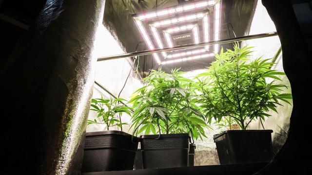 Cannabisgesetz: CDU fordert Ende der Cannabis-Legalisierung