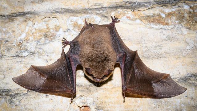 Naturschutz: Ein Schatz unter Tage: Im Winterquartier der Fledermäuse