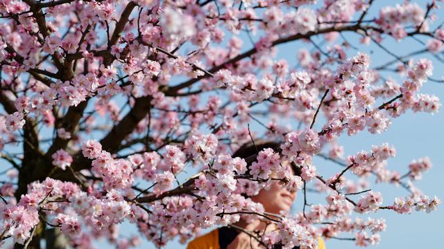 Natur erwacht nach dem Winter: Flanieren und genießen – Mandelblütenfest lockt in die Pfalz