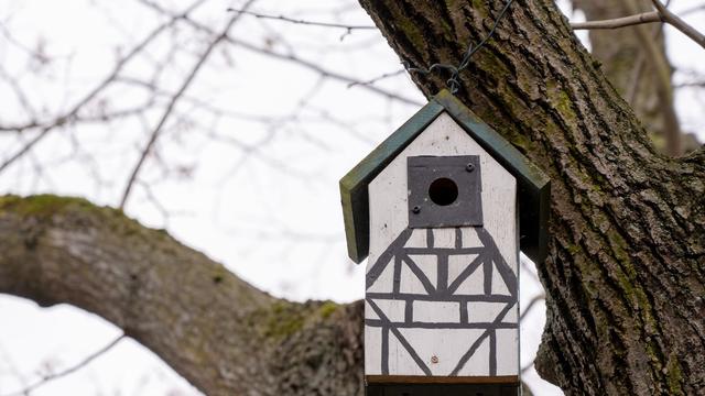 Natur: Meisen als Feinde des unangenehmen Eichenprozessionsspinners