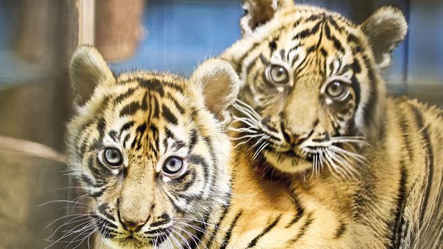 Nachwuchs im Zoo: Zwei Tigerbabys in Heidelberg haben jetzt Namen