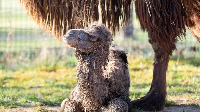 Stuttgarter Zoo: Kamelfohlen geboren – wann Wilhelma-Besucher es sehen können