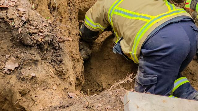 Fieberhafte Suche nach Terrier: Feuerwehr befreit Hund aus einem Fuchsbau