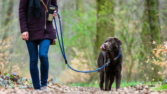 Haustiere: Leinenpflicht für Hunde: Was Halter jetzt beachten müssen
