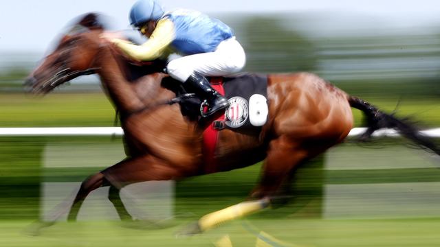 Fund in Suppenküche in Türkei: Mikrochip im Essen gehörte zu ehemaligem Rennpferd