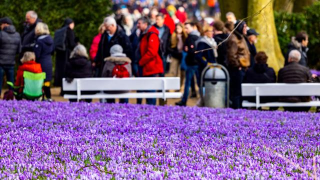 Tourismus: Millionen Krokusse verwandeln Husum in ein Blütenmeer
