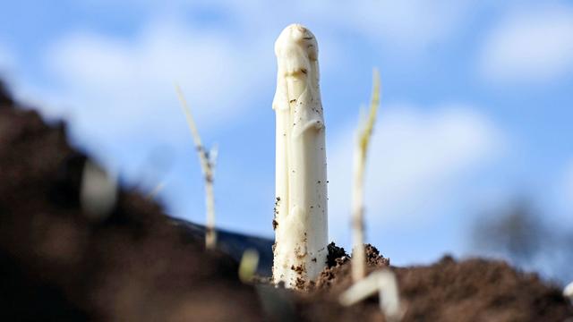 Landwirtschaft: Erster Spargel in Teilen Badens - das müssen Genießer wissen