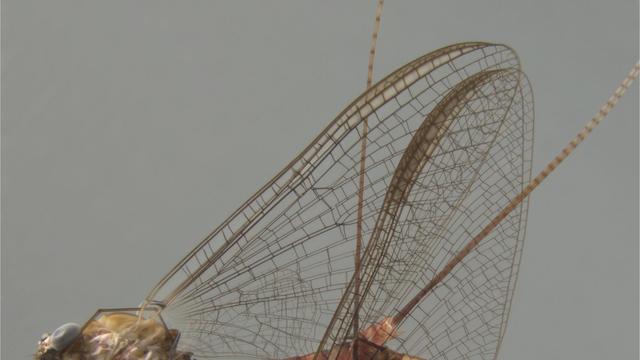 Insekten: Studie: Eintagsfliegen akrobatisch auf Wolke sieben beim Sex