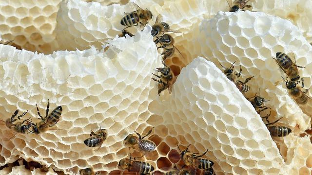 Natur: Was Bienen und Imker im Frühling umtreibt