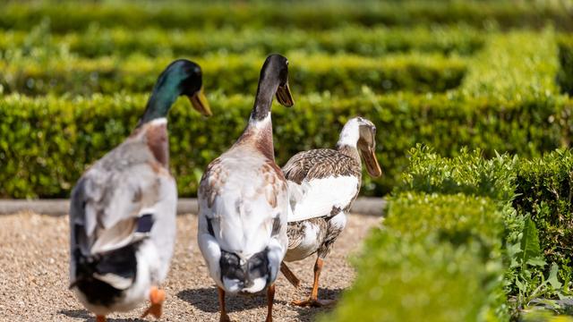 Tierische Einsätze: Gefiederte Ausreißer beschäftigen Polizei in Schwaben