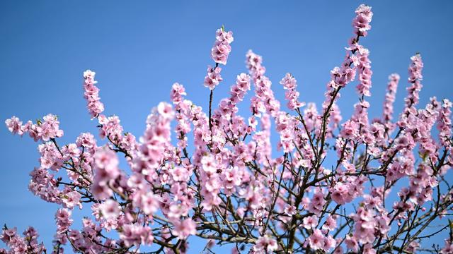 DWD-Vorhersage: Frühlingshaftes Wetter in Rheinland-Pfalz und Saarland