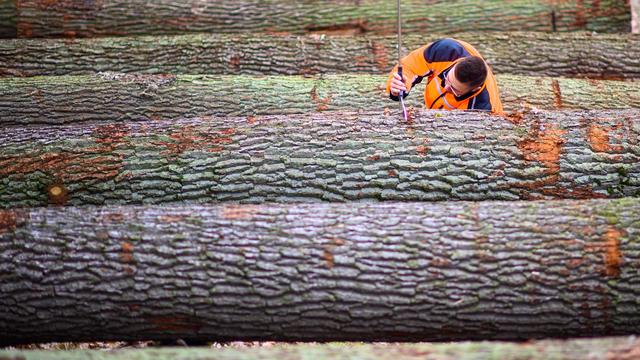 Submission: Gefragte Eiche – Höheres Ergebnis bei Holzversteigerung
