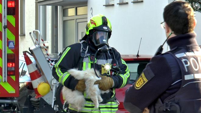 Schwetzingen: Der Feuerwehrmann hat die Katze fest im Griff