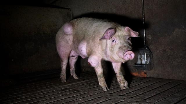 Tierwohl: Horror-Schweinemast in Spanien: Krankheiten, Kadaver, Ratten