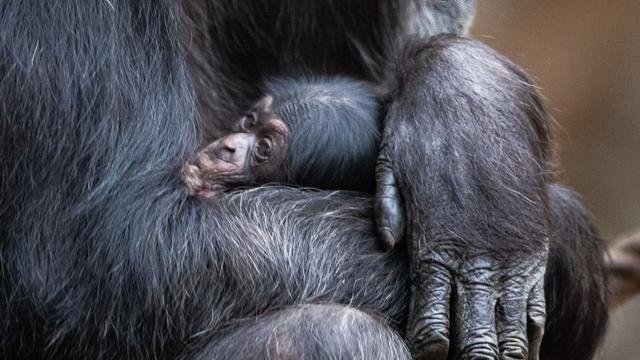 Tierische Namensfindung: Tierpark sucht Name für Schimpansen-Baby